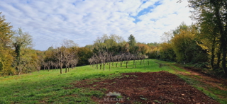 Zemljište - Prodaja - ISTARSKA - VIŠNJAN - VIŠNJAN