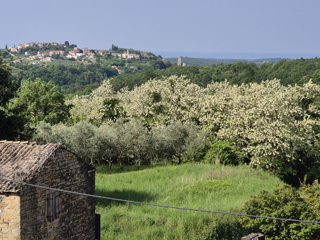 House - Sale - ISTARSKA - BUJE - MOMJAN