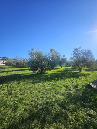 Land - Sale - ISTARSKA - UMAG - MURINE