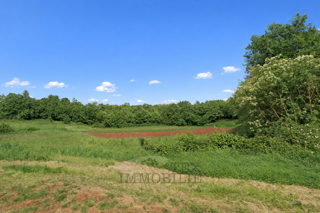 Grundstück - Verkauf - ISTARSKA - SVETI LOVREČ - SVETI LOVREČ PAZENATIČKI