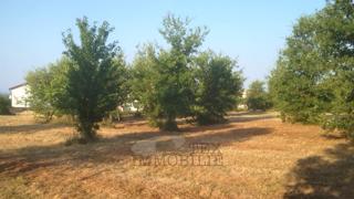 Land - Sale - ISTARSKA - TAR-VABRIGA - TAR