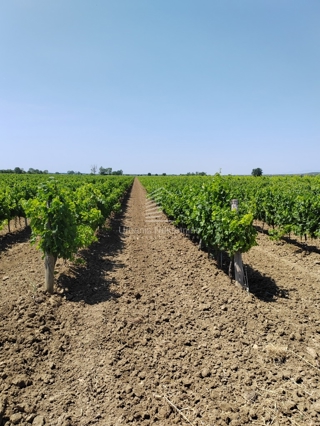 Grundstück - Verkauf - ZADARSKA - BENKOVAC - NADIN