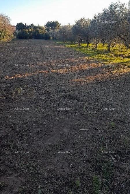 PREMANTURA