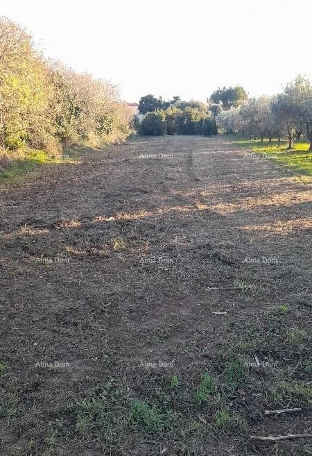PREMANTURA