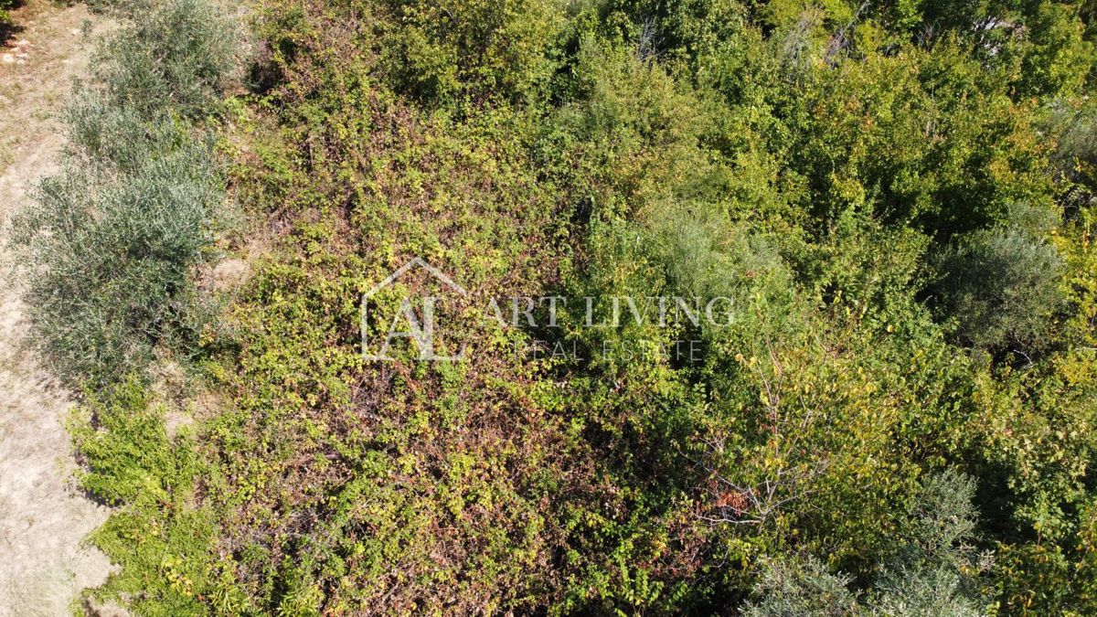 Istra, Buje, Kaštel – kmetijsko zemljišče velikosti 37.200 m² z agrogozdarsko študijo. – 3