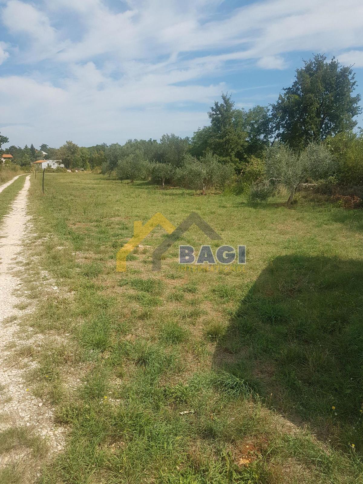 PAVIĆINI