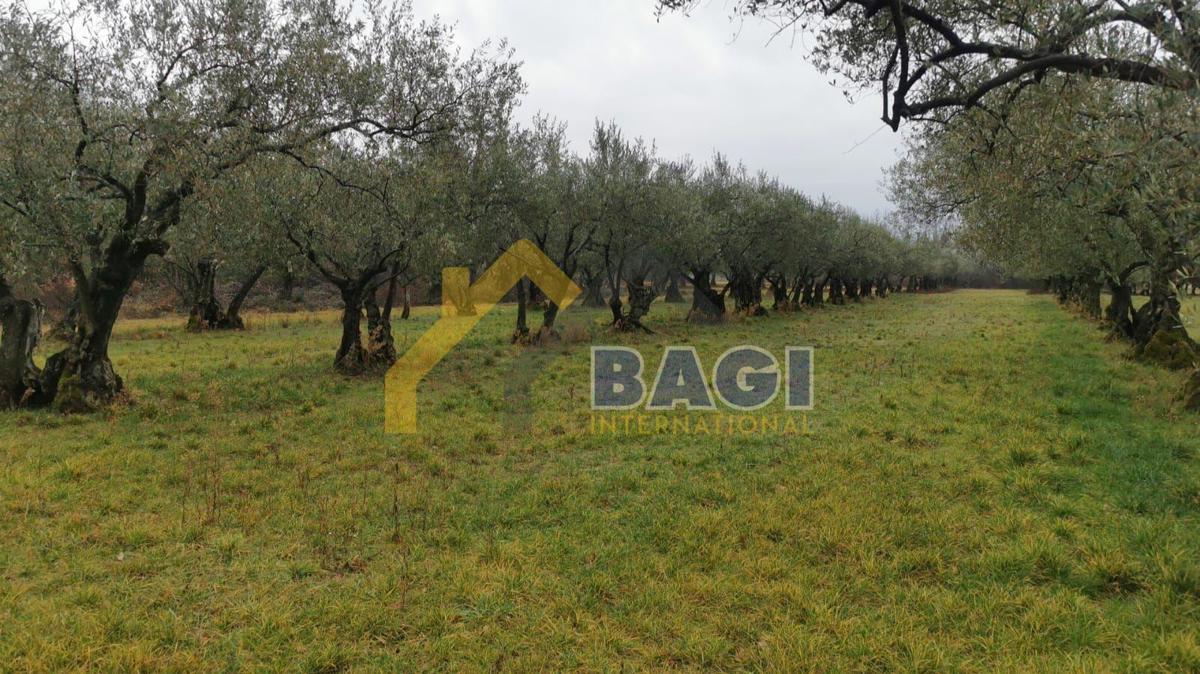 BABIĆI