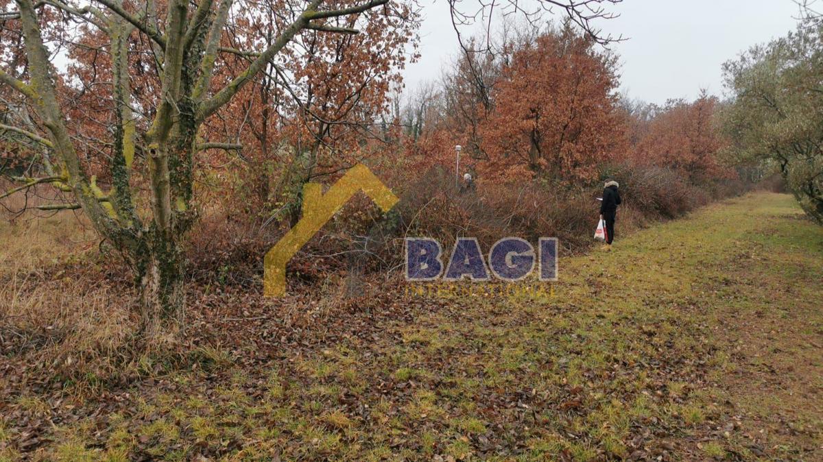 BABIĆI
