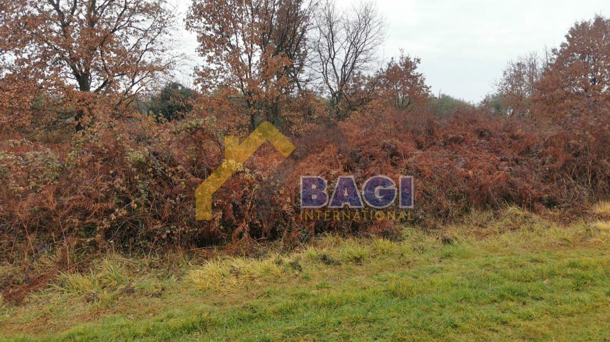 BABIĆI