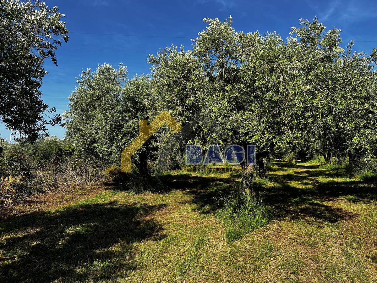 FAŽANA