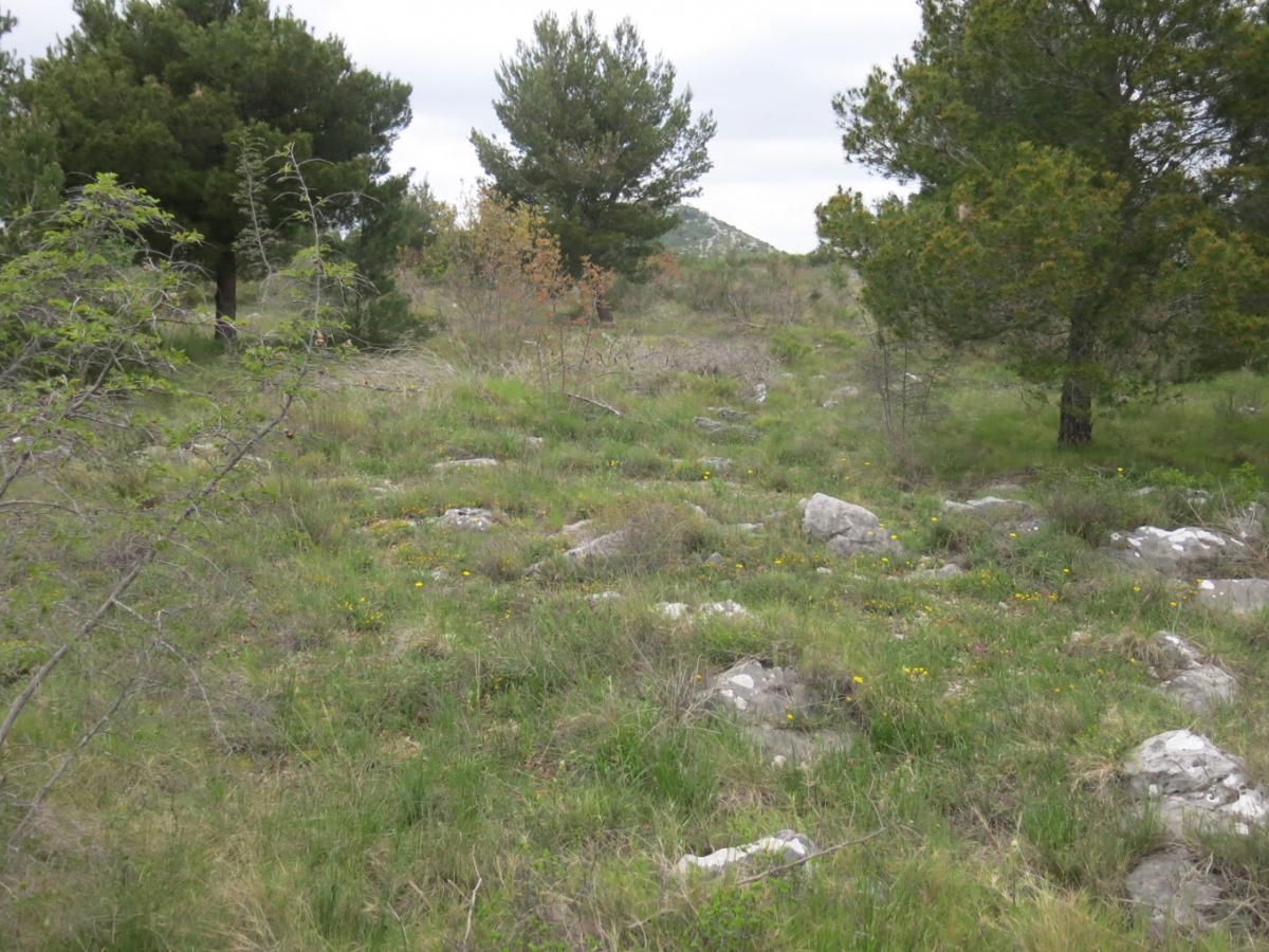 VODICE
