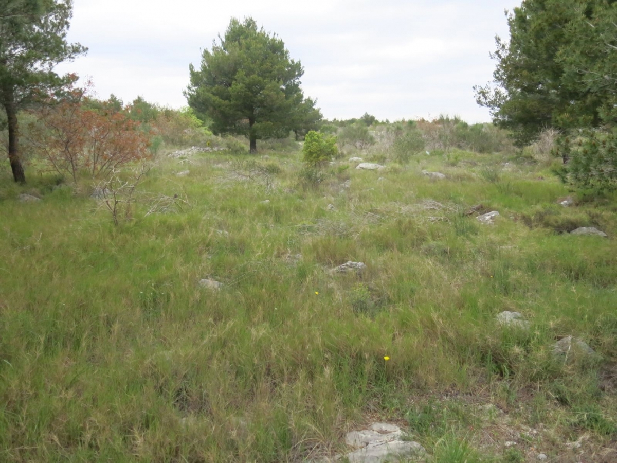 VODICE