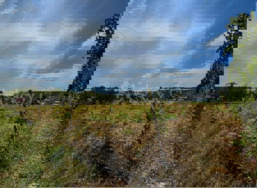 DIVULJE