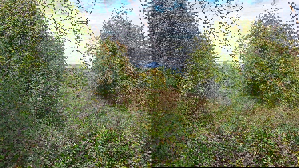 MARKUŠEVEC