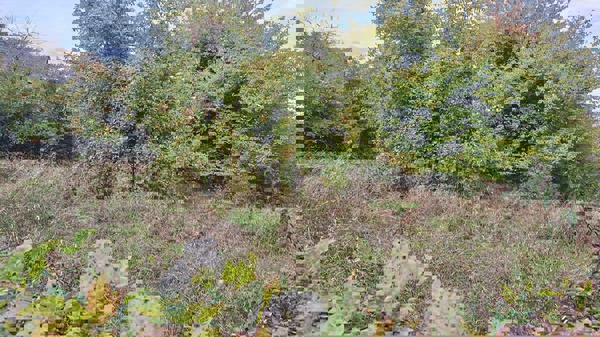 MARKUŠEVEC
