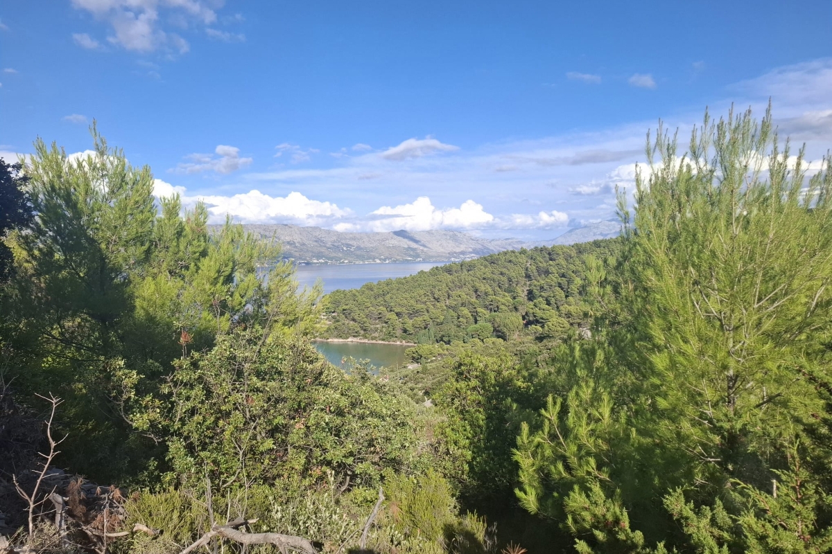 BRAČ