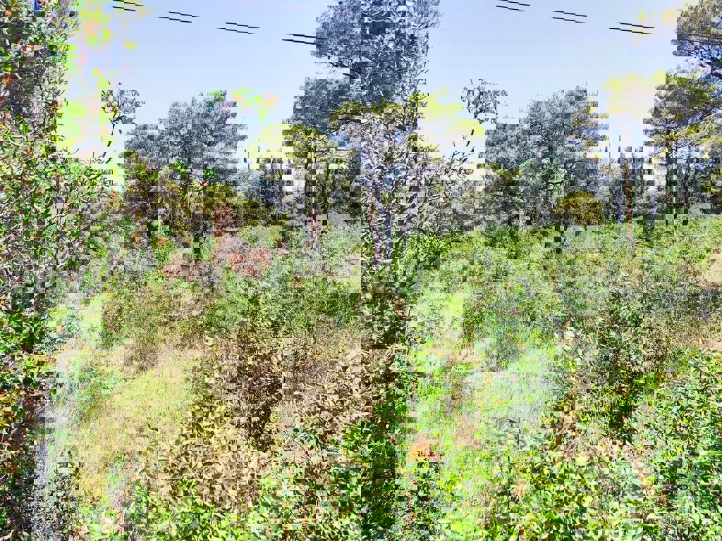 BILICE