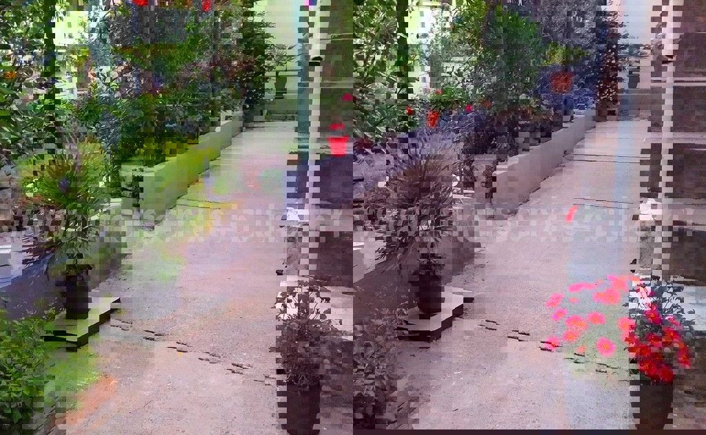 BILICE