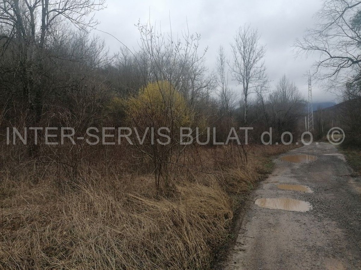 DRENOVAC RADUČKI