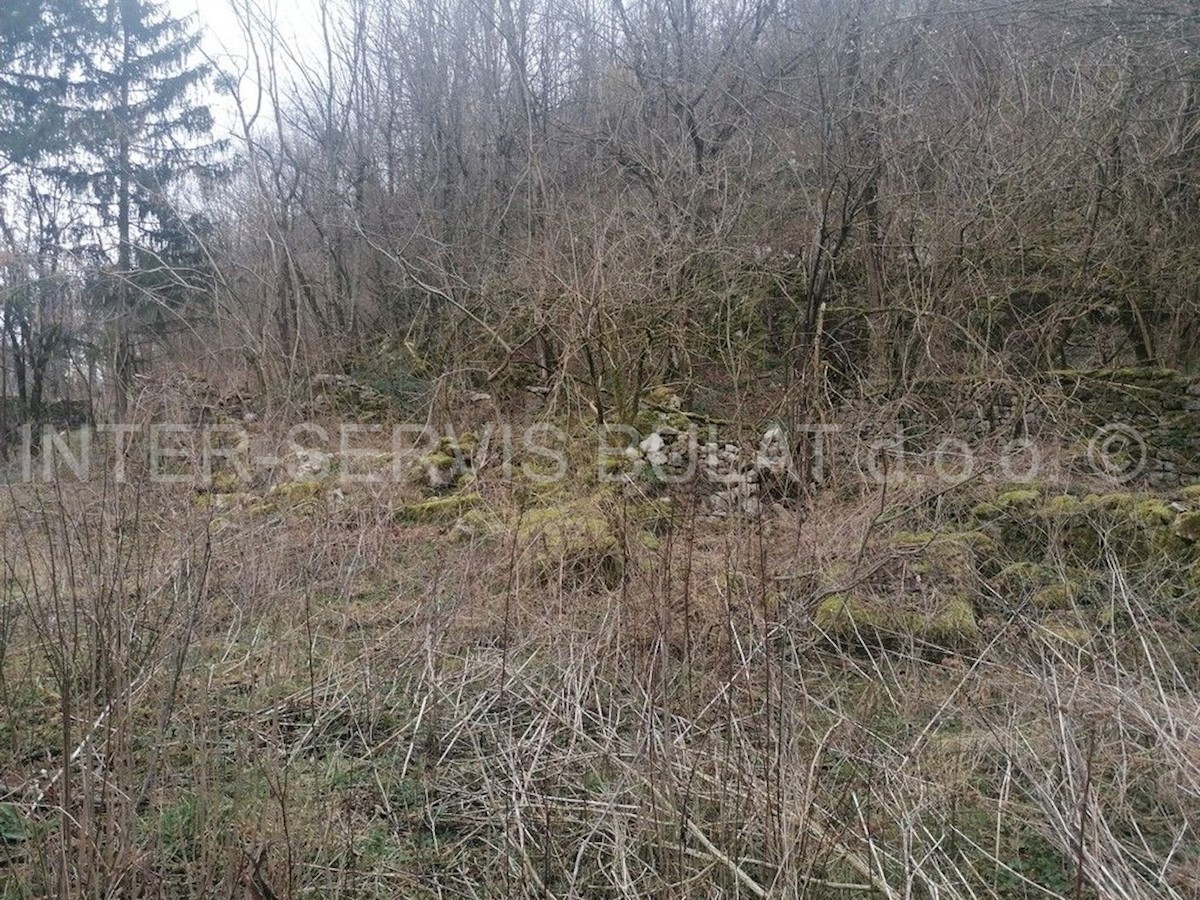 DRENOVAC RADUČKI