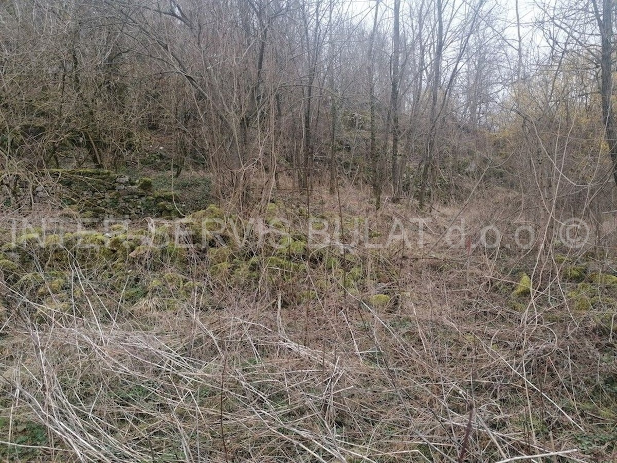 DRENOVAC RADUČKI