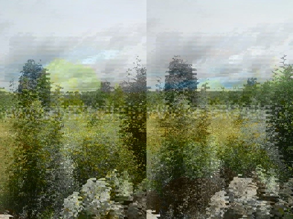LOZOVAC