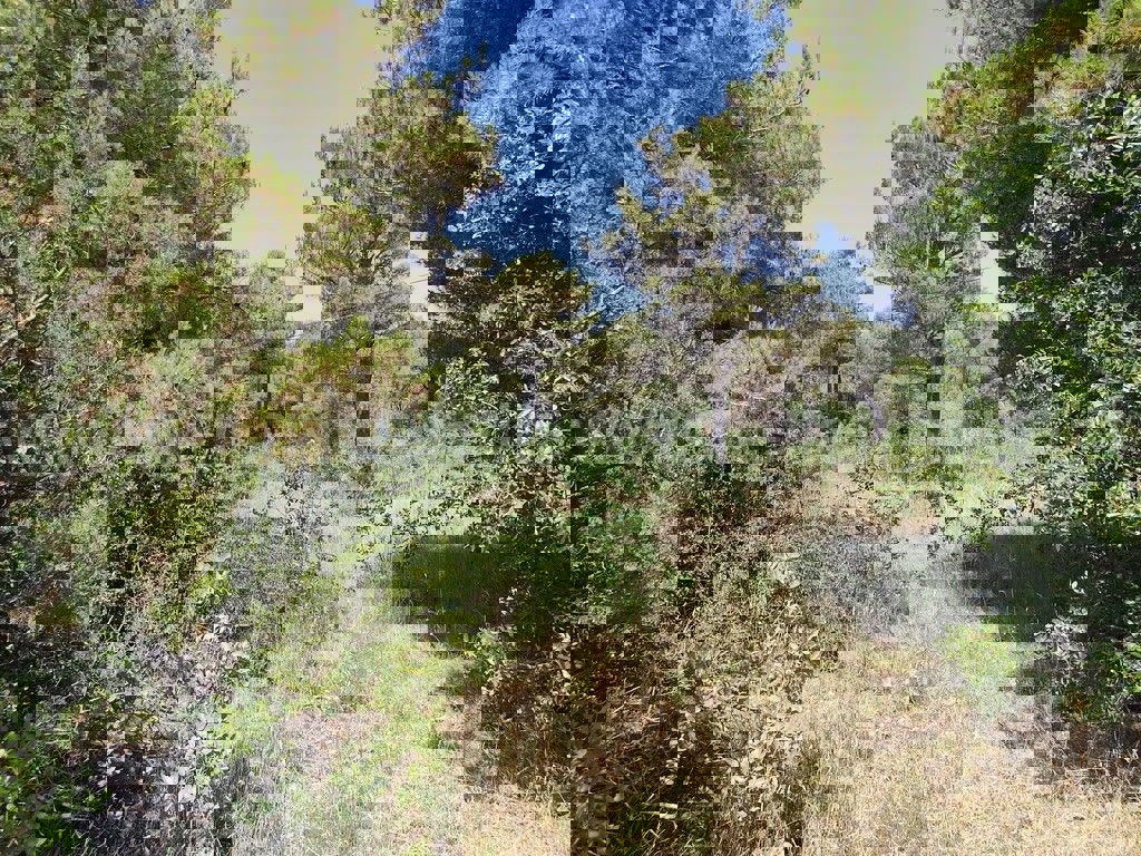 BILICE