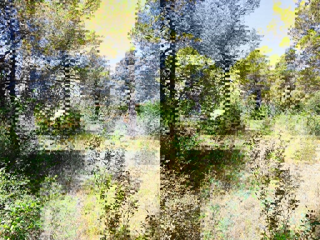 BILICE