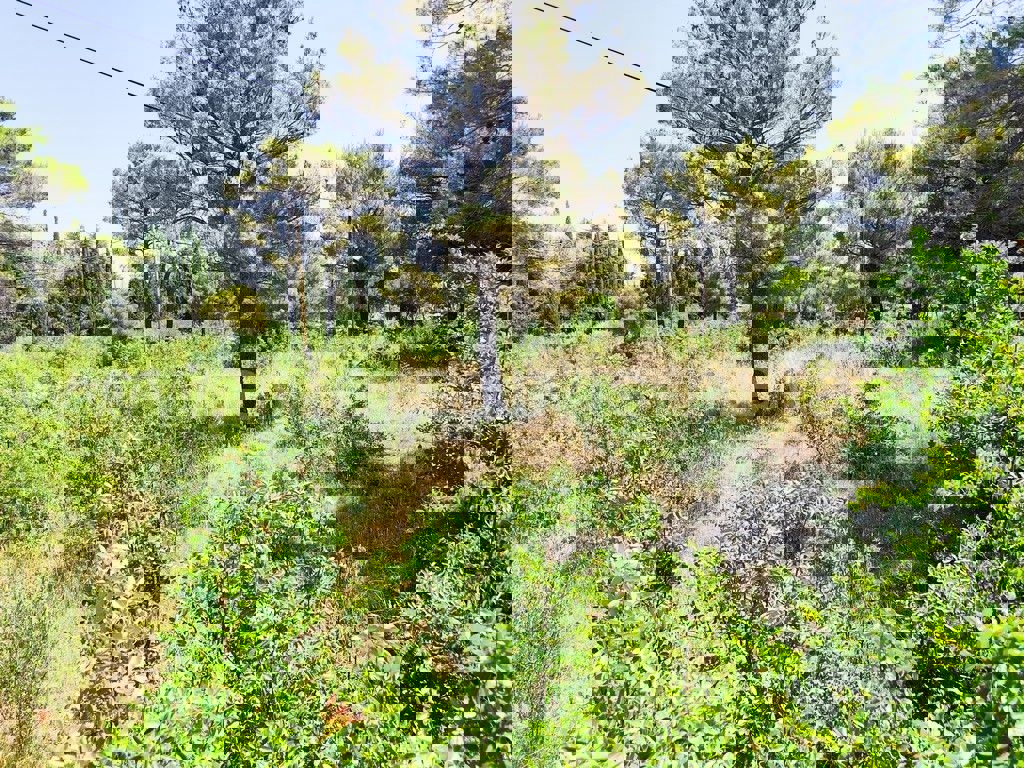 BILICE
