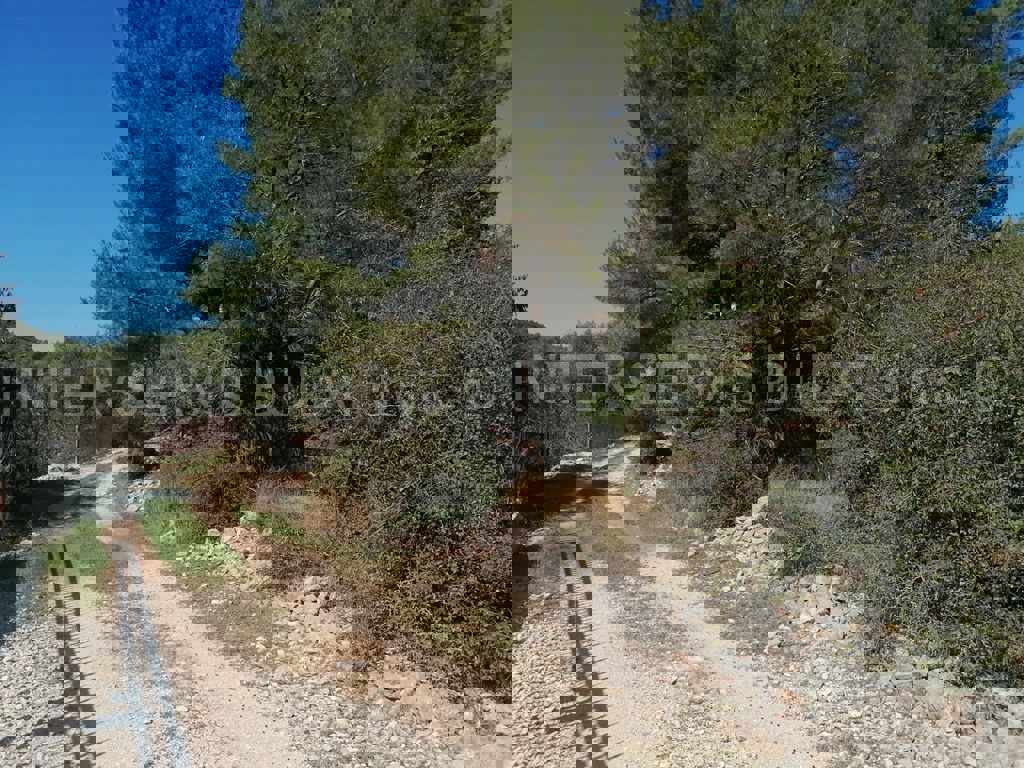 BILICE