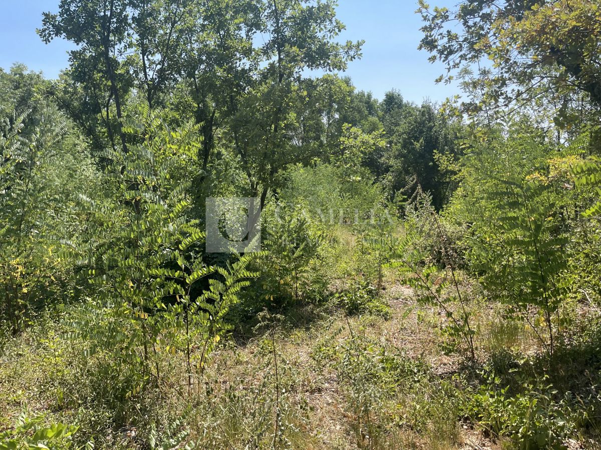 NOVAKI MOTOVUNSKI