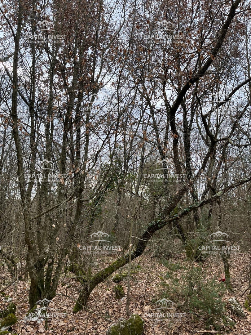 SVETI LOVREČ PAZENATIČKI