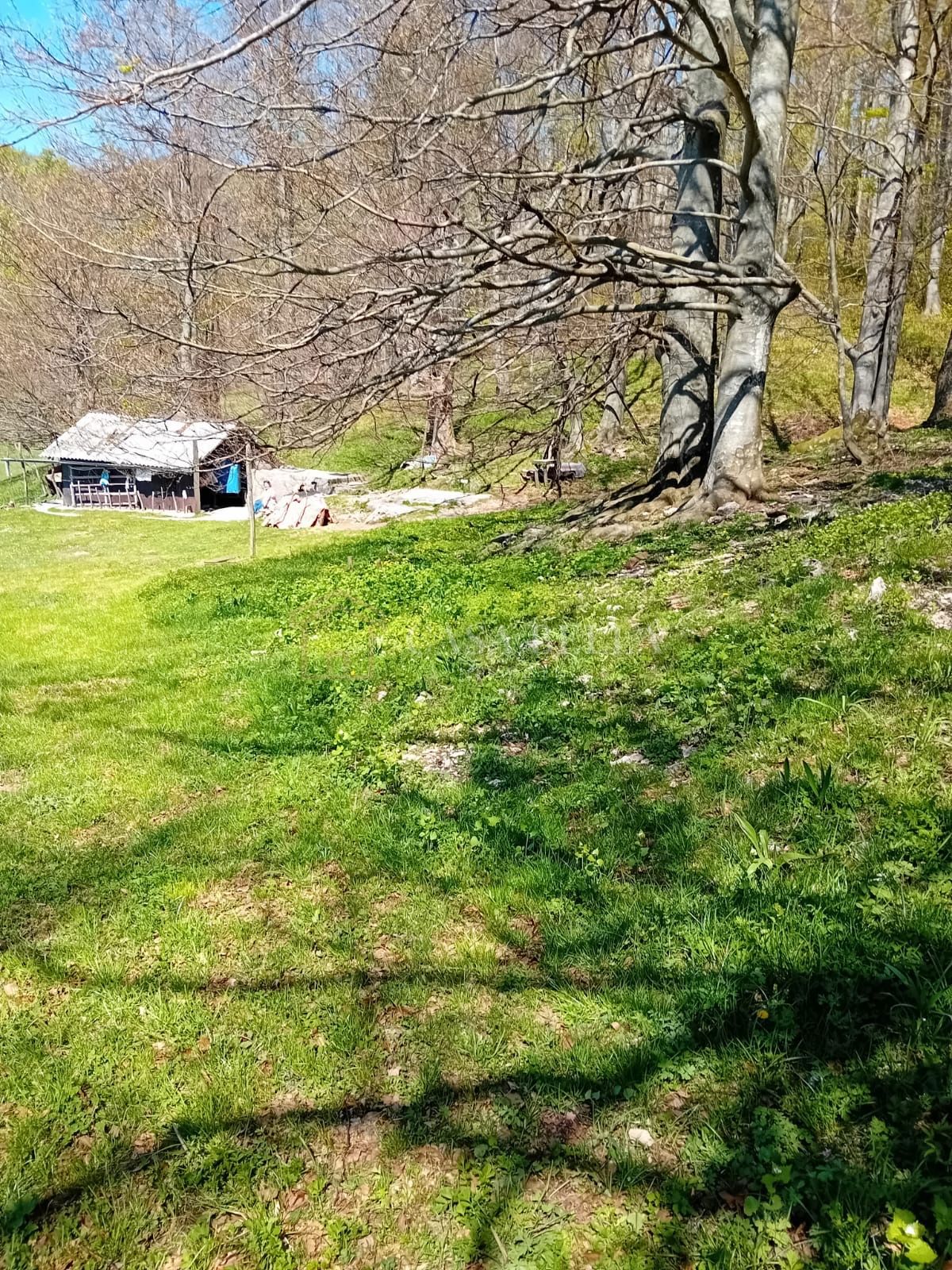 JELENJE