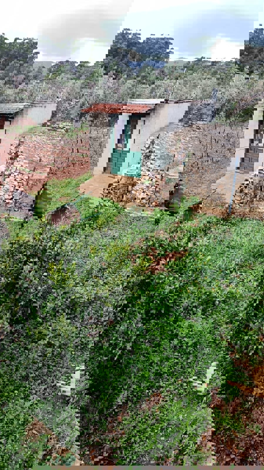 VIS