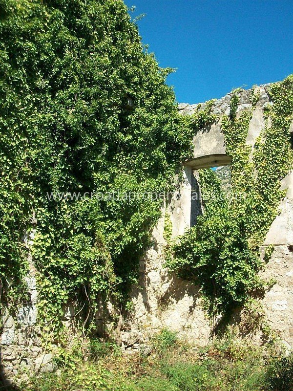BRAČ