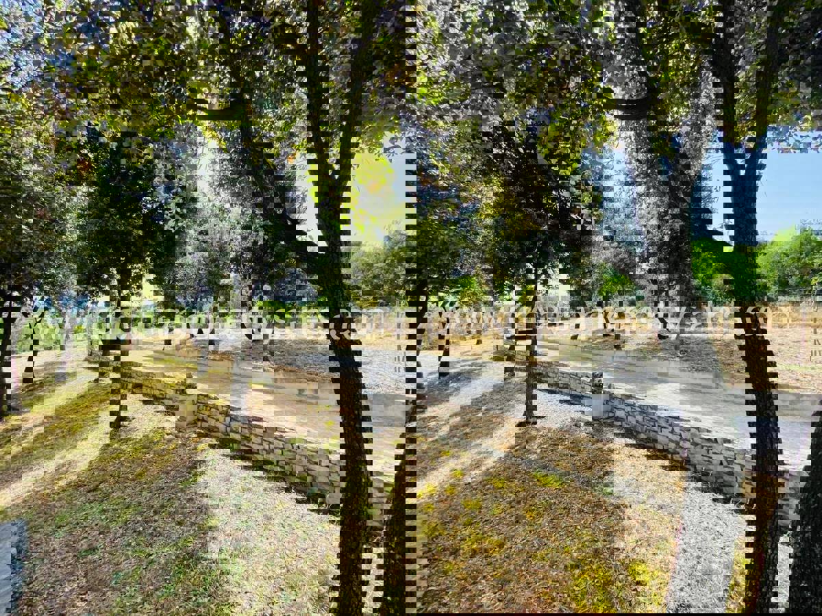 BRAČ