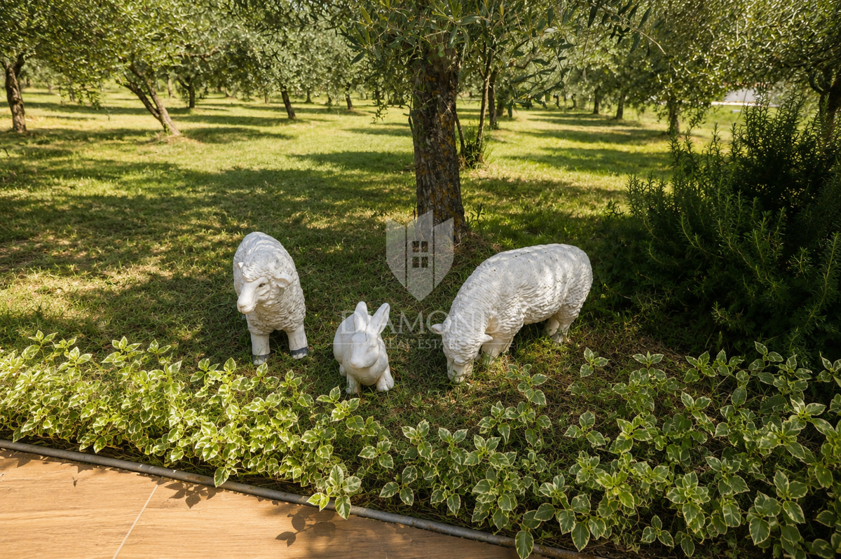 image 27