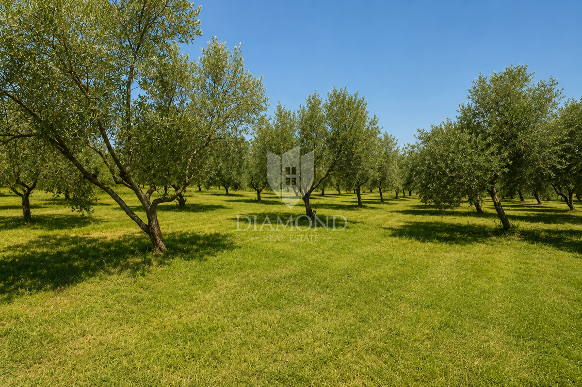 image 29
