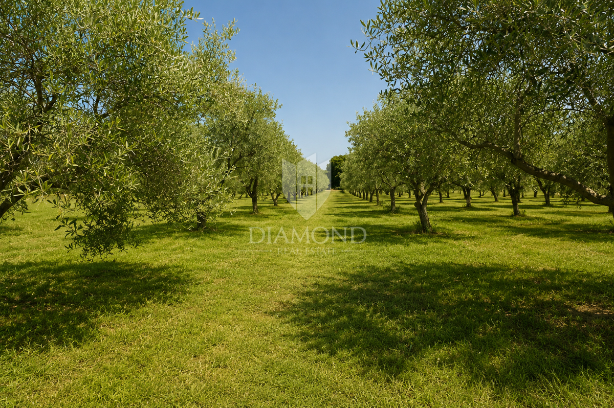 image 30