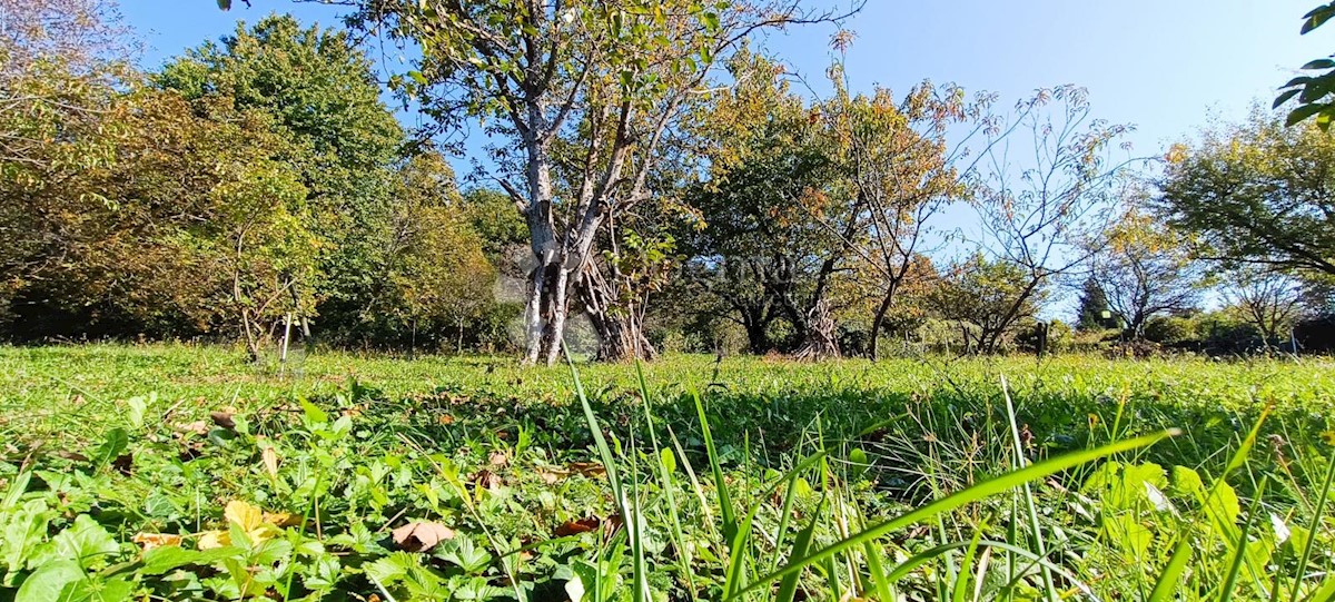 GRAČANI