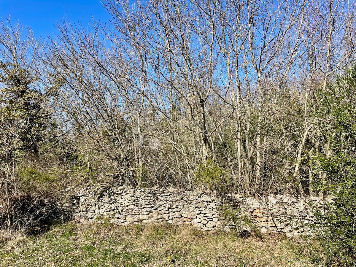 JURŠIĆI