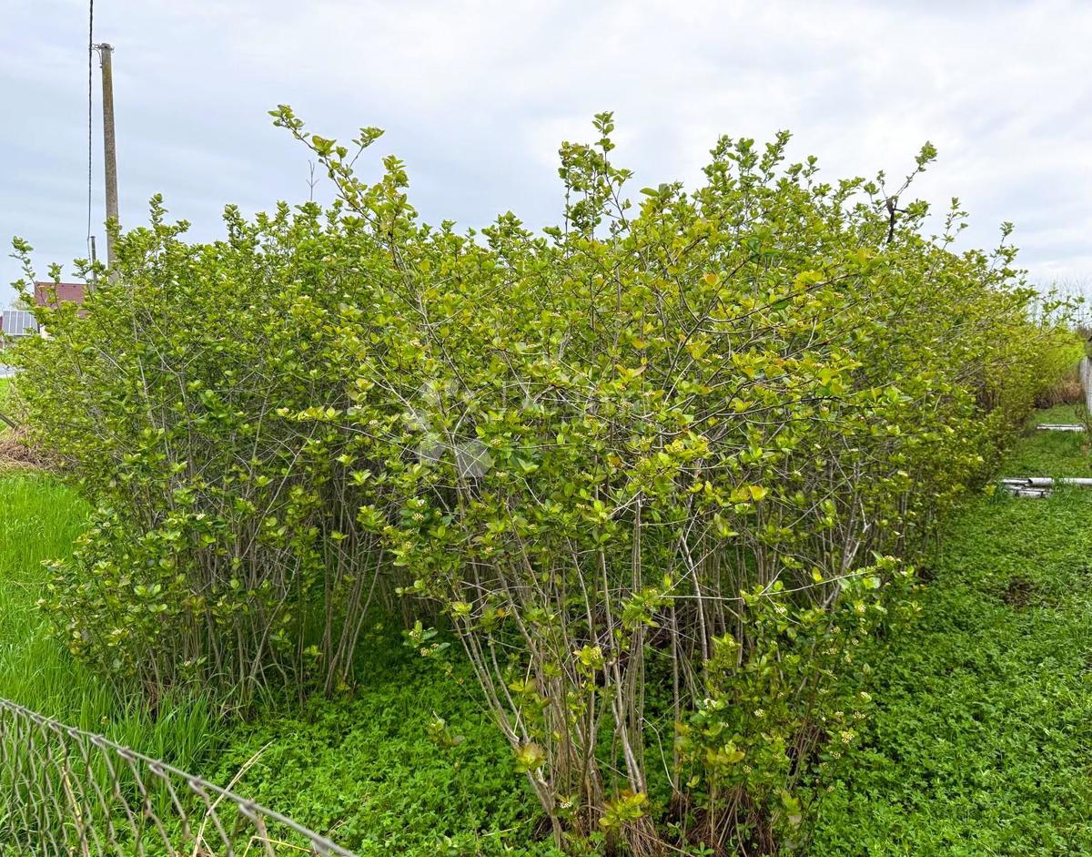 KURŠANEC
