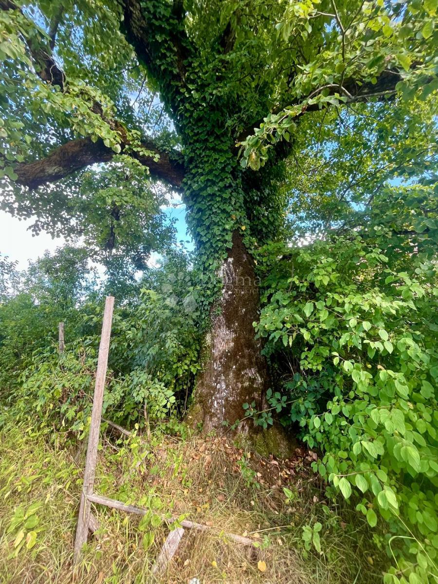 BROĆANAC