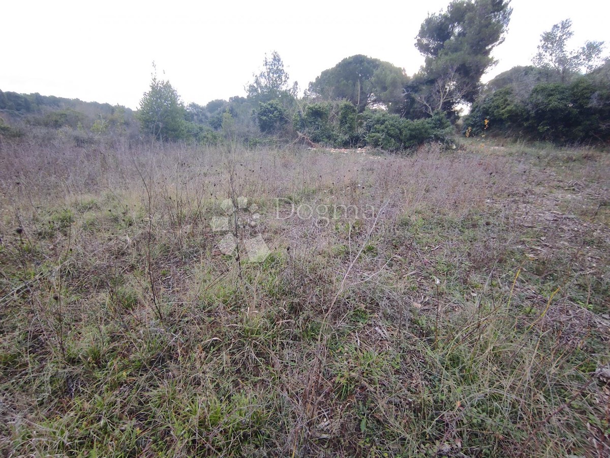 PREMANTURA