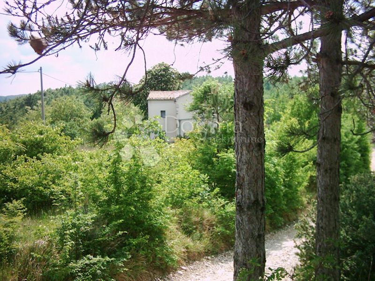 LESIŠĆINA