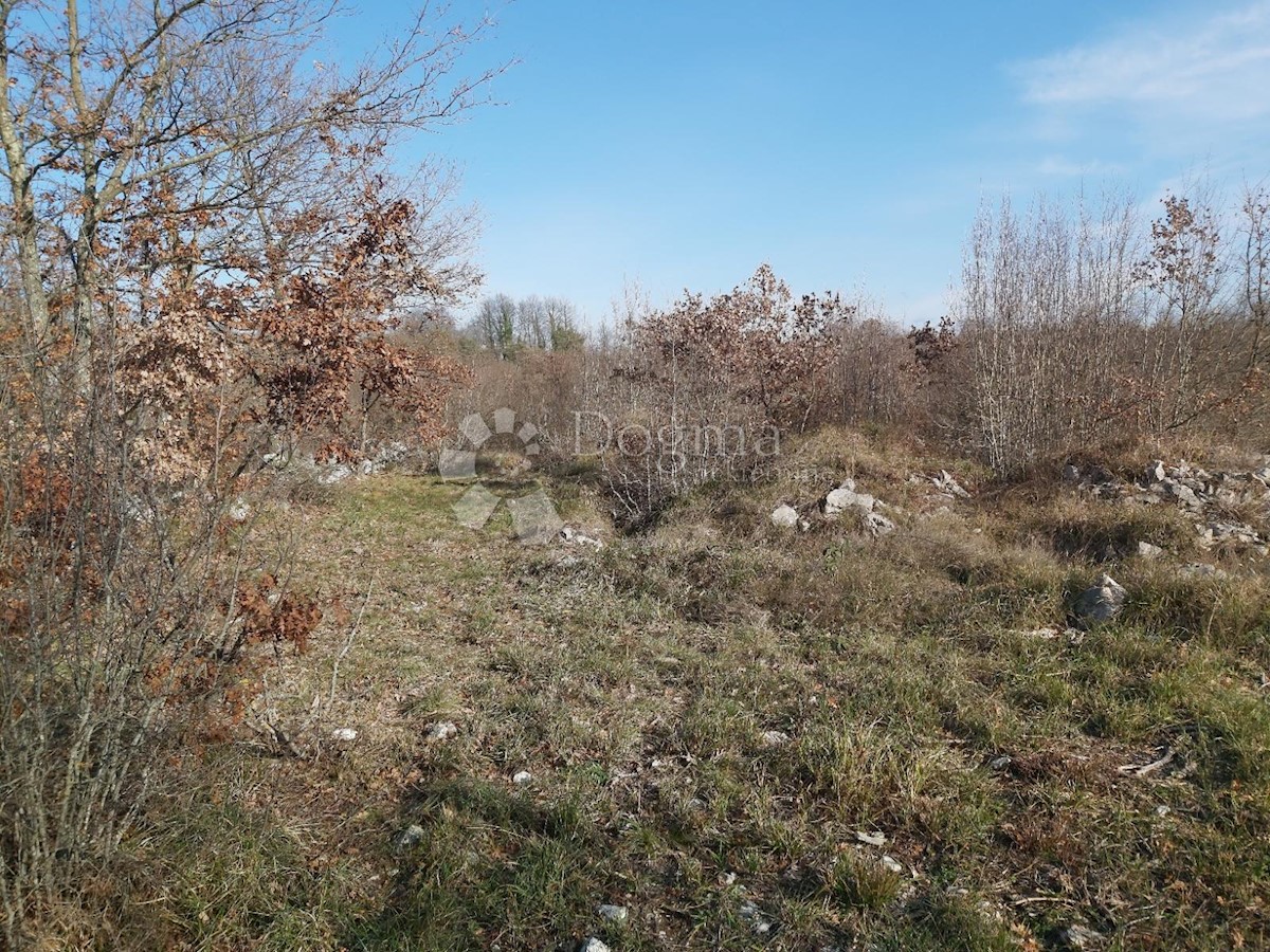 JURŠIĆI