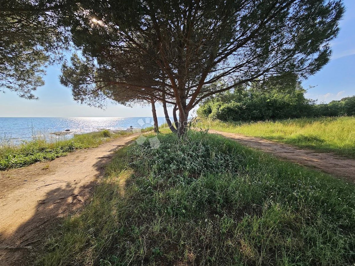 UMAG