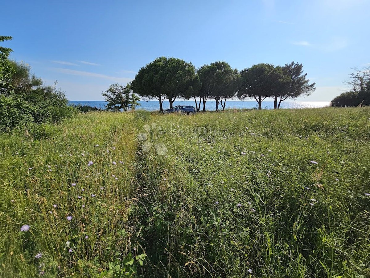 UMAG