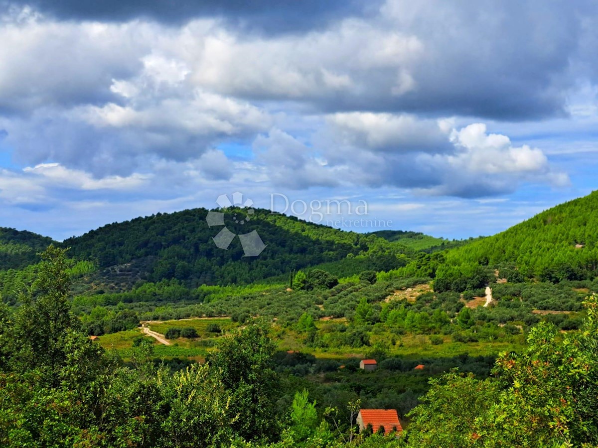 SMOKVICA