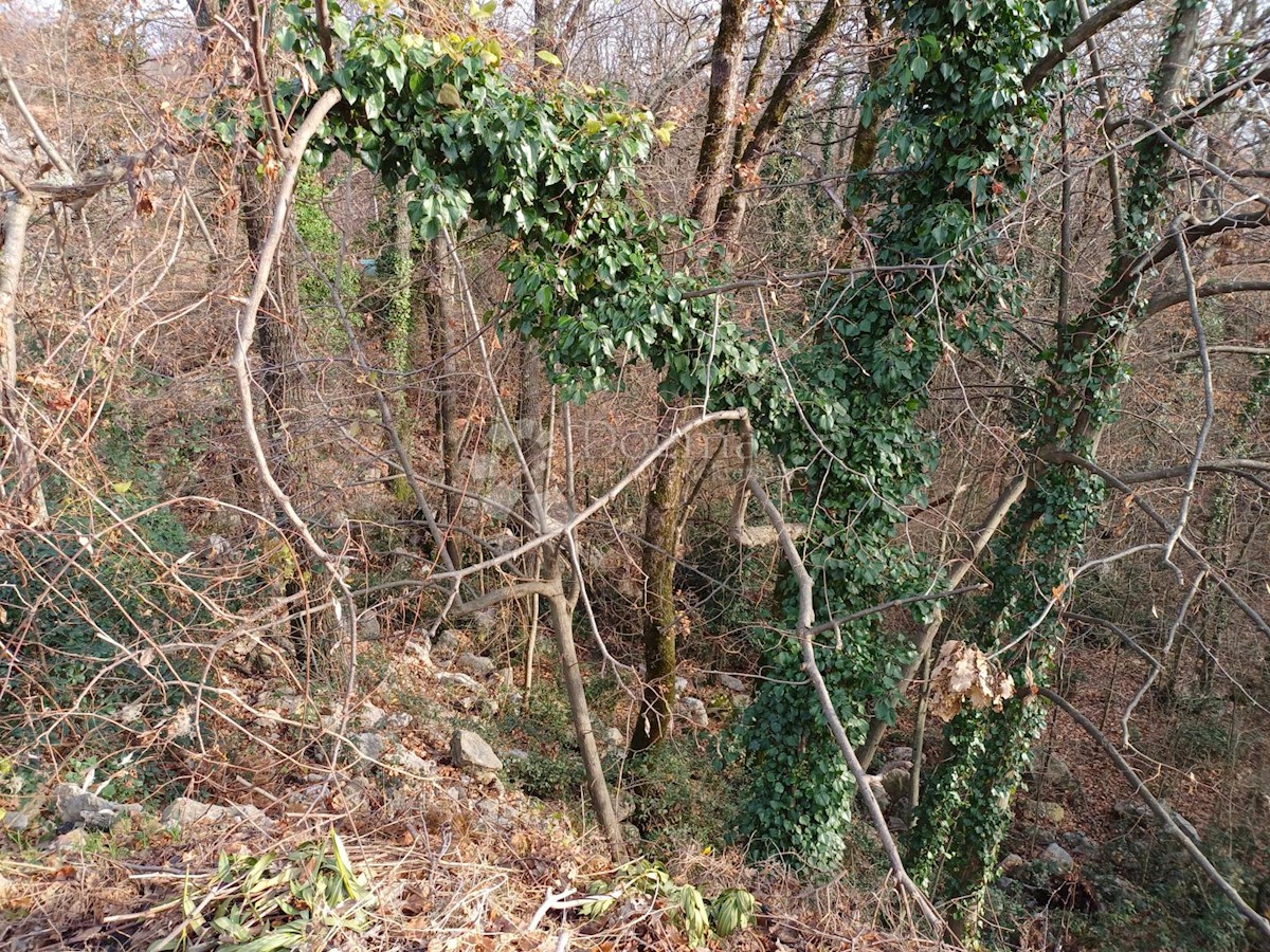 MATULJI